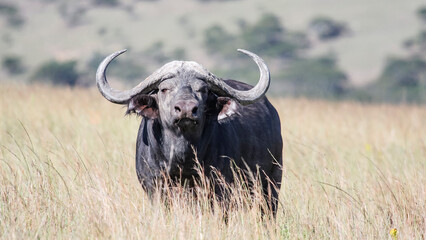 An African buffalo bull with large horns defiantly aggressively looks into the camera.