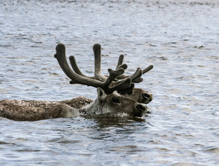 Two reindeer or caribou swim on the water in the polar tundra