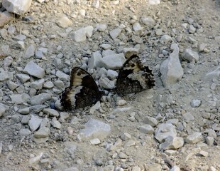 Deux papillons Sylvandre (Hipparchia Fagi) face à face sur un sol caillouteux