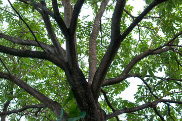 Fototapeta premium tree in the forest