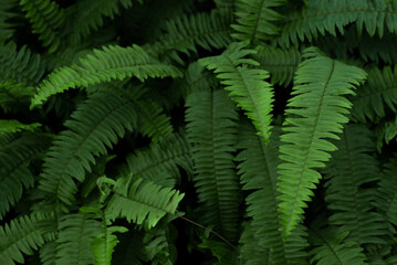 fern leaves