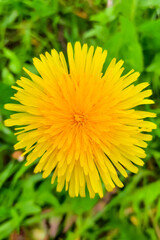 Beautiful yellow dandelion on a meadow in spring or summer.