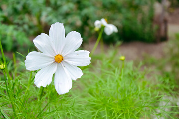Naklejka na ściany i meble Cosmea flower. Fresh garden plant. Daisy white flower. Spring and summer nature.