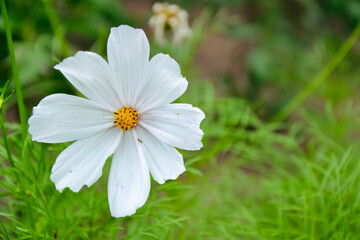 Cosmea flower. Fresh garden plant. Daisy white flower. Spring and summer nature.