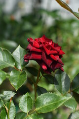 Public park and beautiful rose