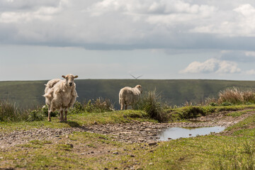 Sheep grazing in the hills of south Wales