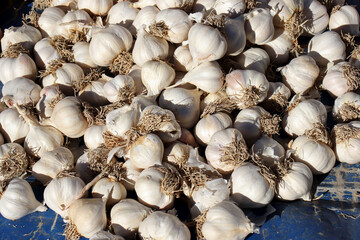 dried organic garlic at the market counter