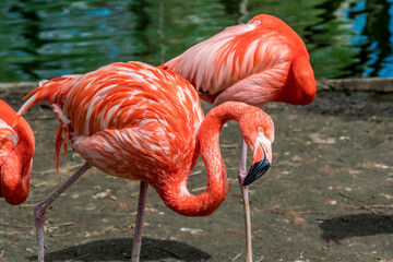 Caribbean Flamingo (Phoenicopterus ruber) on pond