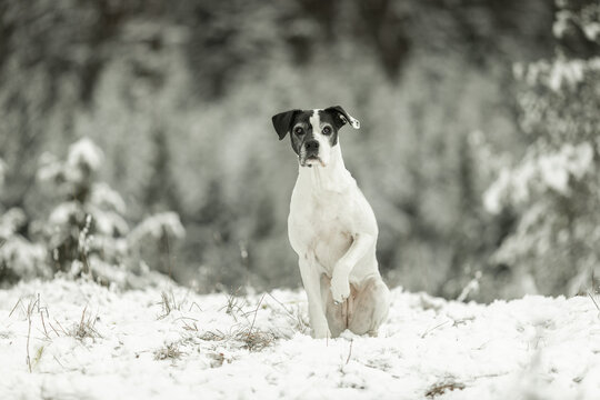 Mischling im Schnee