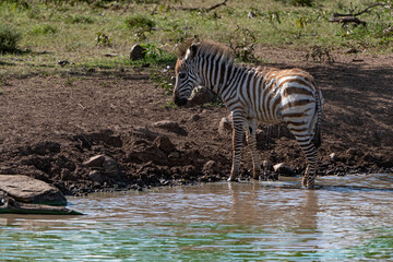 Fototapeta na wymiar Young zebra in the water