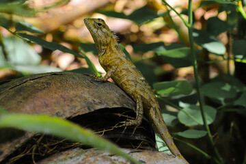 lizard on the tree