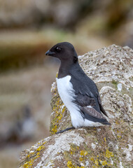Dovekie (Alle alle) at least auklet colony in St. George Island, Alaska, USA