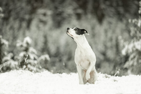 Mischling im Schnee
