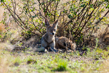 Chacal à chabraque, Canis mesomelas, Afrique