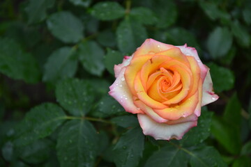Yellow roses in the garden. Fresh beautiful flowers. Bright yellow pink roses. Summer nature background.