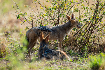 Chacal à chabraque, Canis mesomelas, Afrique