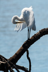 Grande Aigrette,. Ardea alba, Great Egret