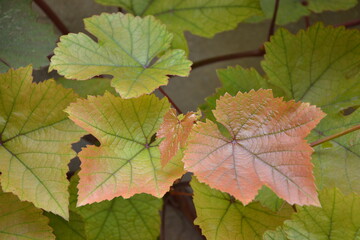 Grapes leaves in the garden. Fresh young grape vine branches with pink leaves. Summer nature background.