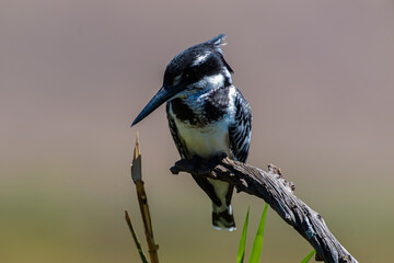 Ibis sacré,.Threskiornis aethiopicus, African Sacred Ibis