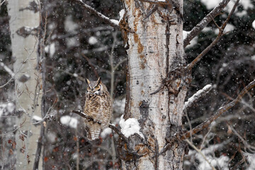 Great Horned Owl during snowfall