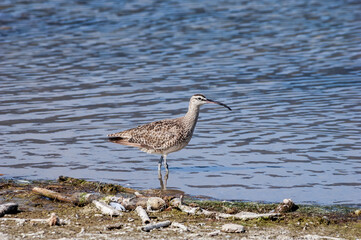 Whimbrel (Numenius phaeopus) in Malibu Lagoon, California, USA