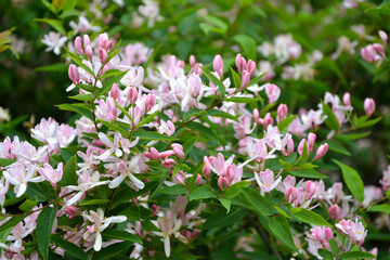 Kolkwitzia blooming bush. Pink flowers background. Beauty bush branches in pink blossom. Beautiful summer nature.
