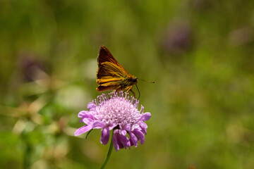A close up photo of a brown coloured, mottled butterfly on a flower in front of a green background.