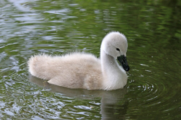 Cygnet swimming on a lake	