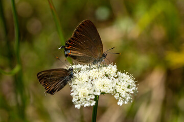 A close up photo of a brown coloured, mottled butterfly on a flower in front of a green background.