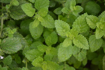 Melissa plant. Lemon balm in the garden. Countryside nature. Organic agriculture. Melissa foliage...