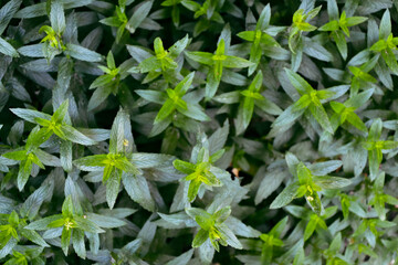 Mint plant in the garden. Spearmint foliage. Organic agriculture. Mint in the wild nature. Herb tea flavor. Village yard herbs.