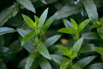 Mint plant in the garden. Spearmint foliage. Organic agriculture. Mint in the wild nature. Herb tea flavor. Village yard herbs.
