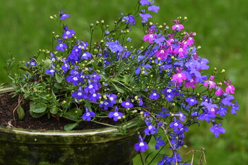 Beautiful lobelia flowers growing in a pot