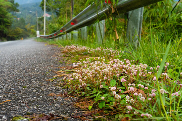 flowers growing on the side of the paved road in the jungle