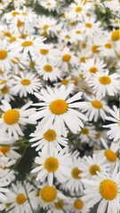 Fototapeta premium large bouquet of daisies in sunlight. Natural cute background.