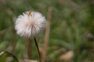 dandelion - spring flowers