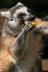 lemur is eating fruit