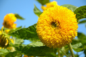 Sunflower on blue sky background. Fresh garden plant. Summer flower. Spring and summer nature.