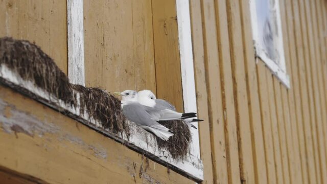 Gaviotas posadas en su nido, Noruega