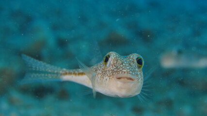 little pufferfish close up mediterranean sea invasive fish underwater ocean scenery © underocean