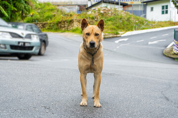Metis street dog with a collar looking at the camera while standing on the street