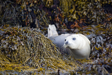 Harbour Seal, Phoca vitulina, Staffa Island, Inner Hebrides, Scotland.