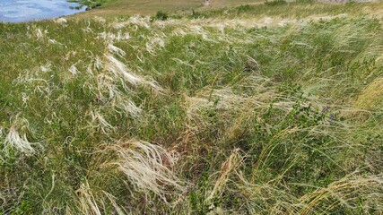 feather grass in the field in summer develops in the wind