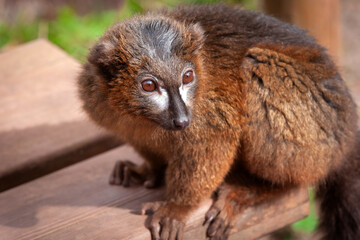 Close up portrait of an adult male red-bellied lemur