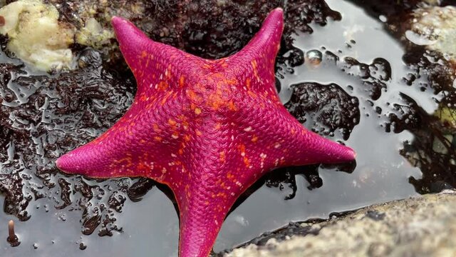 A Bat Sea Star in a shallow ocean tidepool surrounded by rocks and other sea creatures. Camera focusing on its vibrant colors and attractive features.