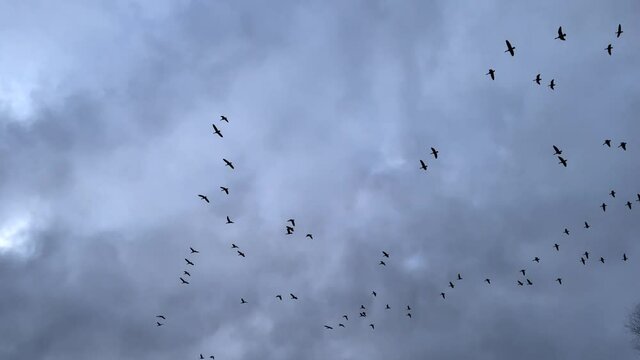 many gray geese flying in cloudy sky