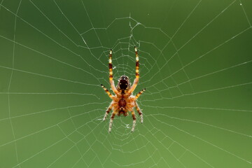 spider on a web