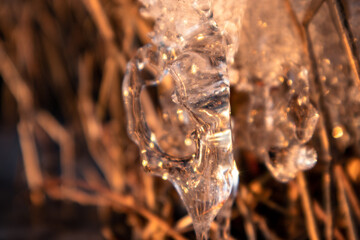 Transparent shining clear ice icicles macro sparkling in dry reeds on frozen wild lake in sunset light. Cold sunny winter nature background