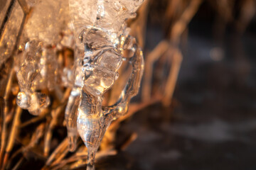 Transparent shining clear ice icicles melting macro sparkling in dry reeds on frozen wild lake in sunset light. Cold sunny winter nature background