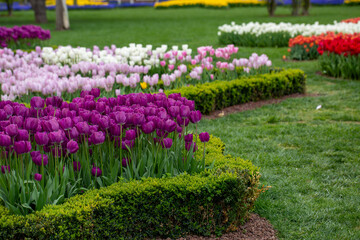 A park view that has colorful tulips and trees. Tulips were growing originally in Tian Shan Mountains and they were cultivated in Constantinople and they became the symbols of Ottomans. 